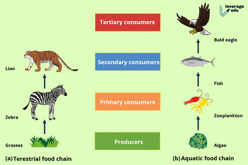 consumer food chain examples